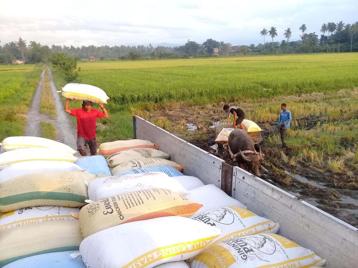 Farmers loading sacks of harvested palay onto the cooperative truck while a carabao cart brings more from the field