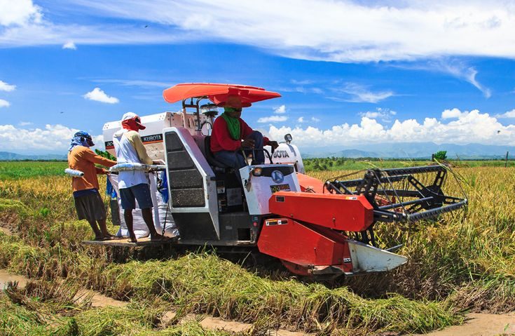 Cooperative farmers loading sacks of harvested rice onto a combine harvester in a Centrala rice field